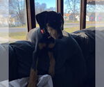 Small #16 Doberman Pinscher