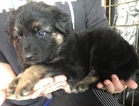 Small Photo #13 German Shepherd Dog Puppy For Sale in NEW BRAUNFELS, TX, USA