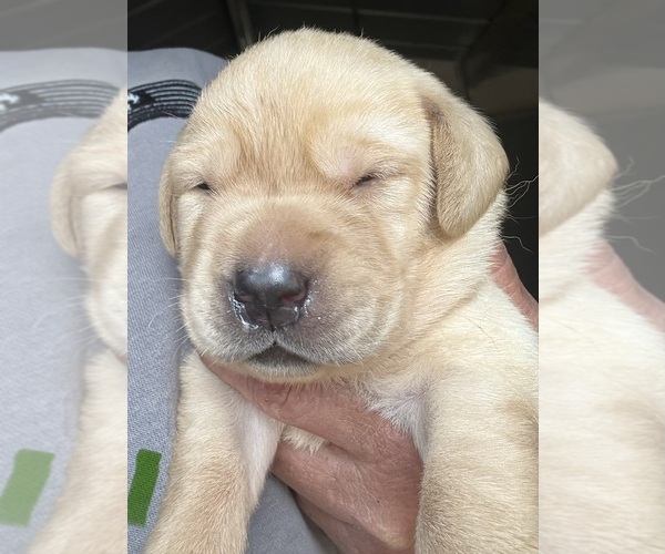 Medium Photo #1 Labrador Retriever Puppy For Sale in OSYKA, MS, USA