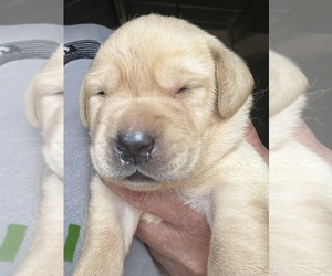 Labrador Retriever Puppy for sale in OSYKA, MS, USA