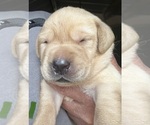 Image preview for Ad Listing. Nickname: Green collar