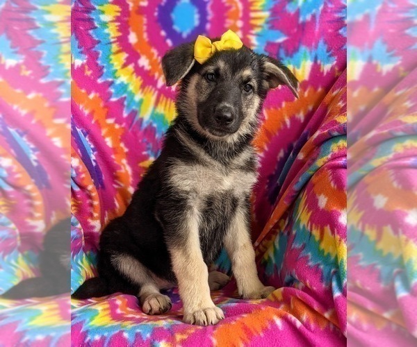 Medium Photo #3 German Shepherd Dog Puppy For Sale in OXFORD, PA, USA