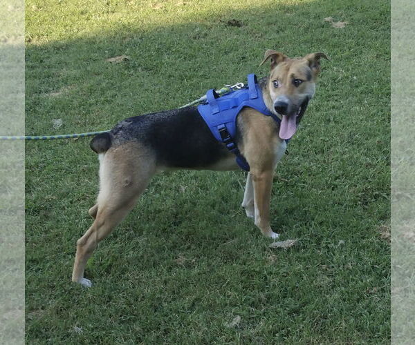 Medium Photo #4 German Shepherd Dog-Unknown Mix Puppy For Sale in Rocky Point, NC, USA