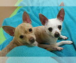 Small #4 Chihuahua Mix