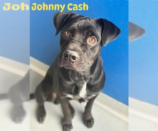 Medium Photo #1 Mutt Puppy For Sale in Visalia, CA, USA