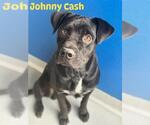 *JOHNNY CASH - Male Mutt Dog for Adoption - Small photo