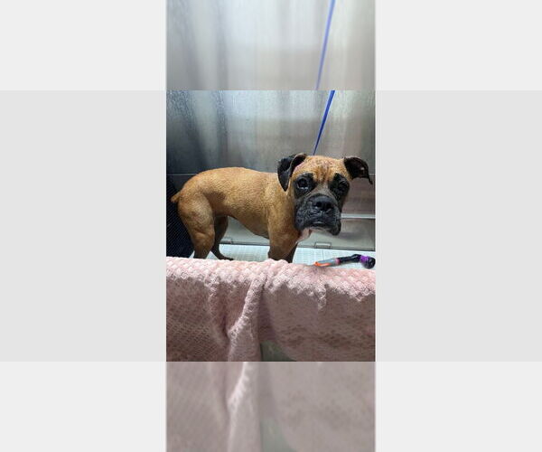 Medium Photo #3 Boxer Puppy For Sale in Austin, TX, USA