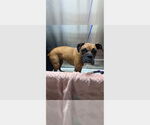 Small #2 Boxer