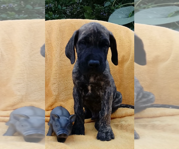 Medium Photo #2 Great Dane Puppy For Sale in HARTVILLE, OH, USA