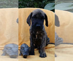 Small Photo #2 Great Dane Puppy For Sale in HARTVILLE, OH, USA