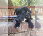 Small #3 Labrador Retriever Mix