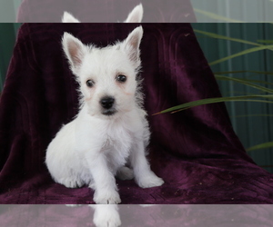 West Highland White Terrier Puppy for sale in SHILOH, OH, USA