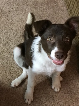 Medium Photo #1 Border Collie Puppy For Sale in BUFORD, GA, USA