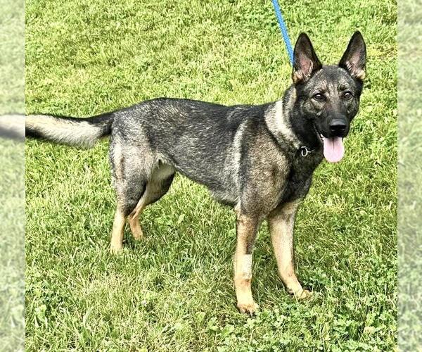 Medium Photo #3 German Shepherd Dog-Unknown Mix Puppy For Sale in Pittsburgh, PA, USA