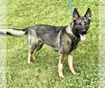 Small #2 German Shepherd Dog Mix