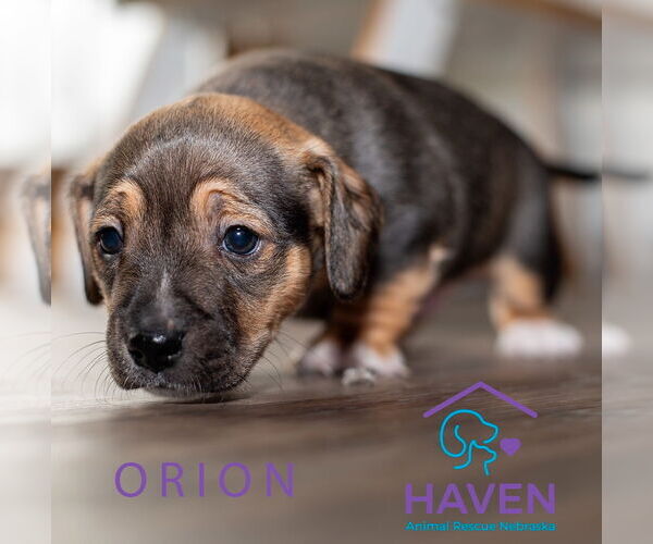 Medium Photo #1 Mutt Puppy For Sale in Omaha, NE, USA