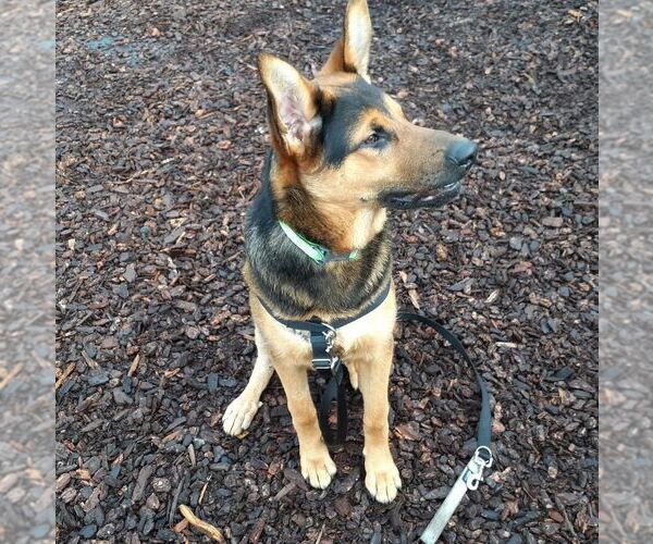 Medium Photo #3 German Shepherd Dog-Unknown Mix Puppy For Sale in Sequim, WA, USA