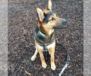 Dexter - Male German Shepherd Dog-Unknown Mix Dog for Adoption - Photo #3