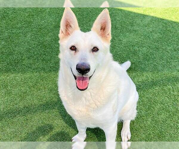 Medium Photo #1 German Shepherd Dog Puppy For Sale in Orange, CA, USA