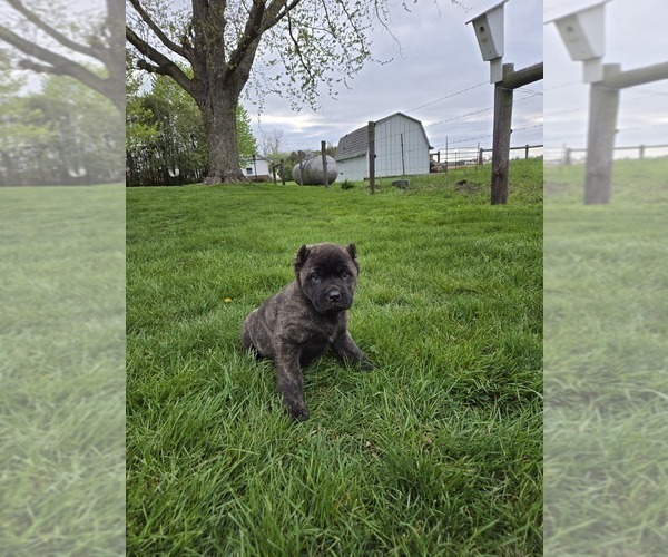 Medium Photo #1 Cane Corso Puppy For Sale in NAPPANEE, IN, USA
