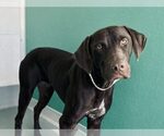 Small German Shorthaired Pointer