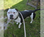 Small Bulldog Mix