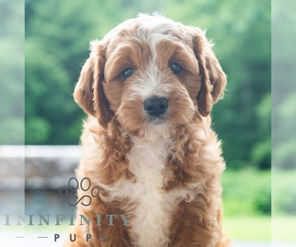 Medium Photo #5 Cavapoo (Miniature) Puppy For Sale in DORNSIFE, PA, USA