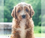 Small #4 Cavapoo (Miniature)
