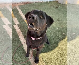 Blitzen- Stunning!  ** - Male Chesador Dog for Adoption - Photo #8
