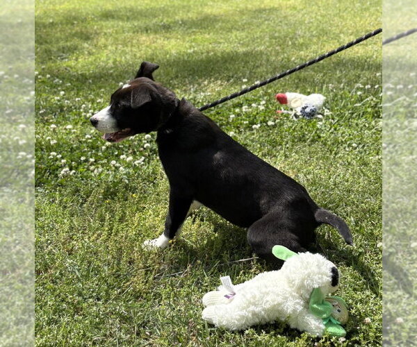 Medium Photo #4 Mutt Puppy For Sale in Yardley, PA, USA