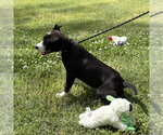 Small #3 Mutt