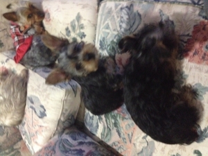 Silky Terrier Puppy for sale in bellevue, WA, USA