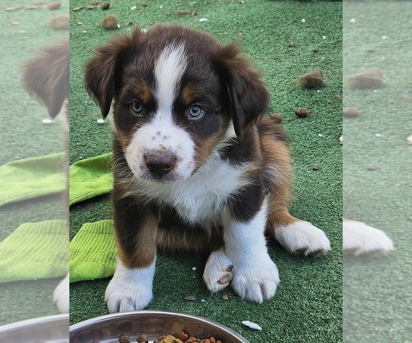 Medium Photo #4 Australian Shepherd Puppy For Sale in NELSON, VA, USA