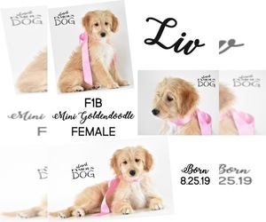 Goldendoodle-Poodle (Miniature) Mix Puppy for sale in SPRING BRANCH, TX, USA