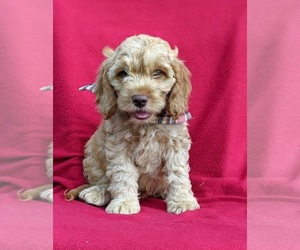 Cocker Spaniel-Poodle (Miniature) Mix Puppy for sale in LINCOLN UNIVERSITY, PA, USA