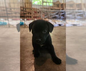Mutt Dogs for adoption in Candler, NC, USA