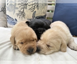 Labrador Retriever Litter for sale in LOUISBURG, NC, USA