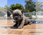 Puppy Bertie French Bulldog