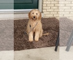 Small Photo #2 Goldendoodle (Miniature) Puppy For Sale in PALOS HEIGHTS, IL, USA
