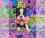 Small Photo #1 Boston Terrier Puppy For Sale in COCHRANVILLE, PA, USA