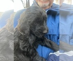 Small Photo #9 Goldendoodle Puppy For Sale in WAKE FOREST, NC, USA