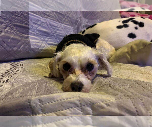 Medium Photo #3 Bichon Frise-Unknown Mix Puppy For Sale in Springdale, PA, USA