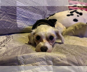 Fifi - Female Bichon Frise-Unknown Mix Dog for Adoption - Photo #3