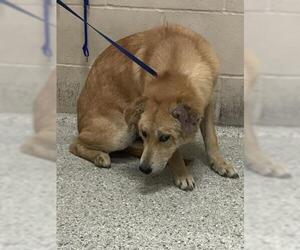 Labrador Retriever Dogs for adoption in Conroe, TX, USA