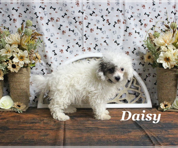 Medium Photo #26 Poodle (Toy) Puppy For Sale in CHANUTE, KS, USA