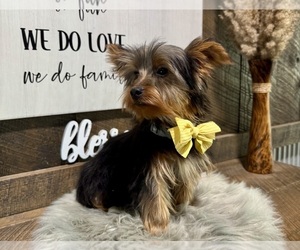 Yorkshire Terrier Puppy for sale in NAPPANEE, IN, USA