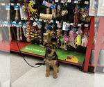 Female pups - Female German Shepherd Dog Puppy for Sale - Photo #5