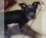 Small Photo #2 Norfolk Terrier-Unknown Mix Puppy For Sale in San Antonio, TX, USA