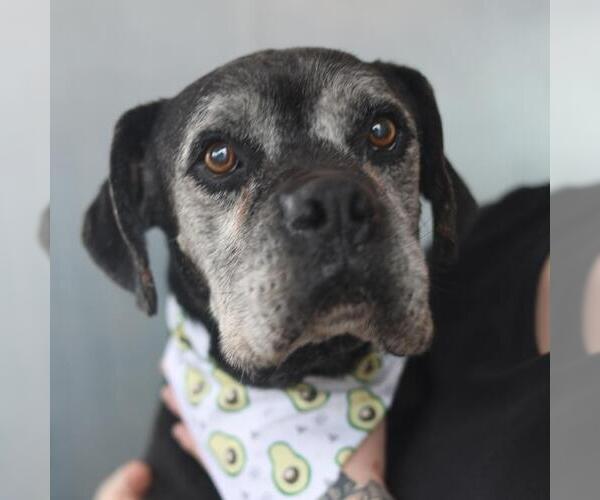 Medium Photo #1 Boxer-Unknown Mix Puppy For Sale in San Antonio, TX, USA