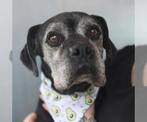 Boxer-Unknown Mix Dogs for adoption in San Antonio, TX, USA